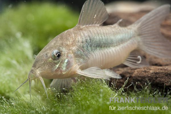 Metallpanzerwels/ Corydoras aeneus